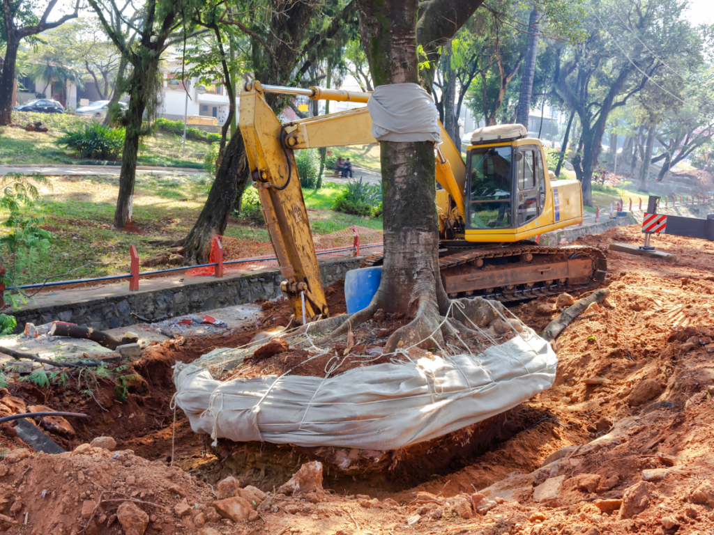 Dallas Tree Removal Cost