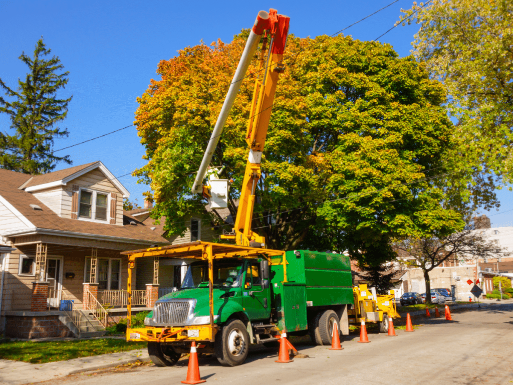 Factors Affecting Tree Removal Cost in Dallas