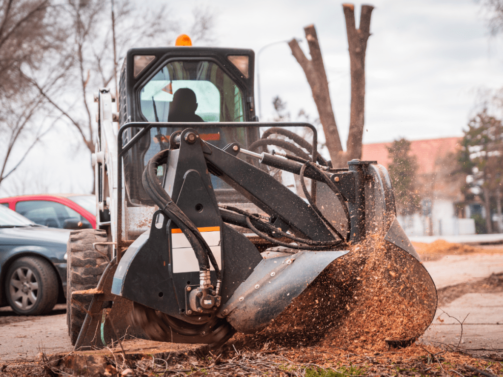 How to Get an Accurate Tree Removal Cost Estimate in Dallas