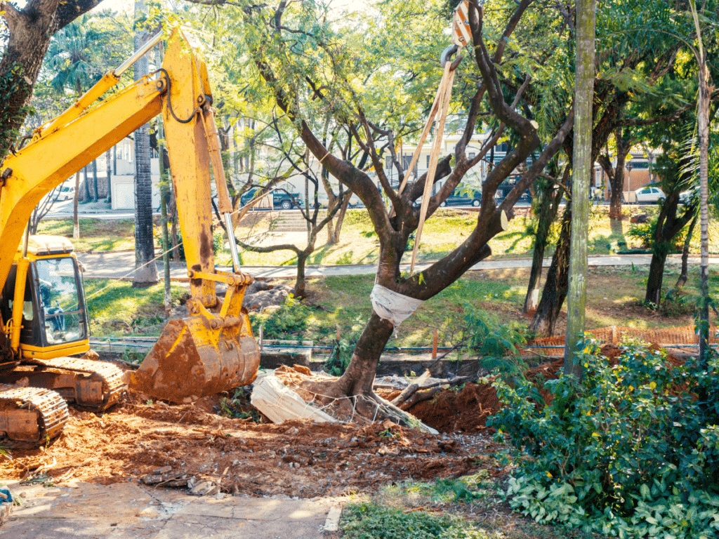 How to Obtain a Tree Removal Permit in Dallas