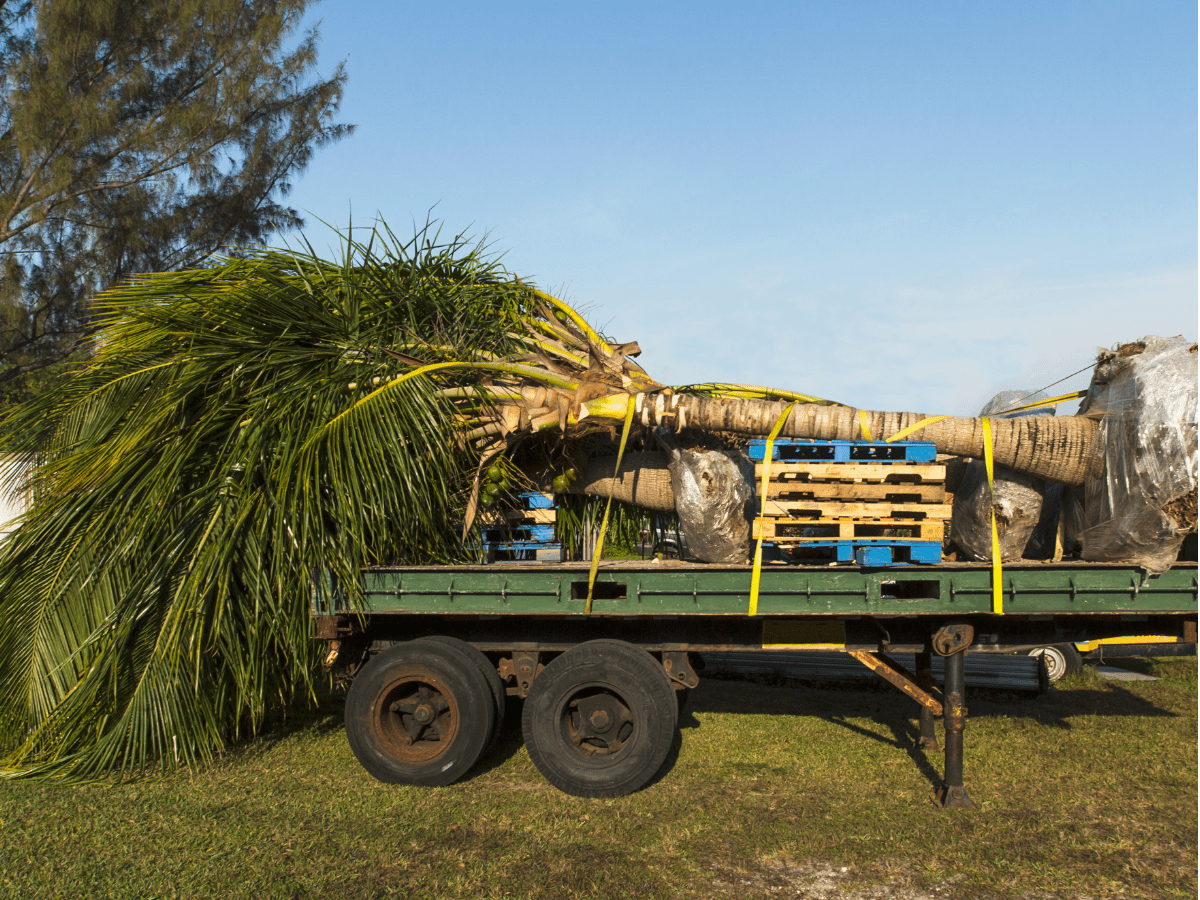 Clearing the Way A Comprehensive Guide to Types of Tree Removal