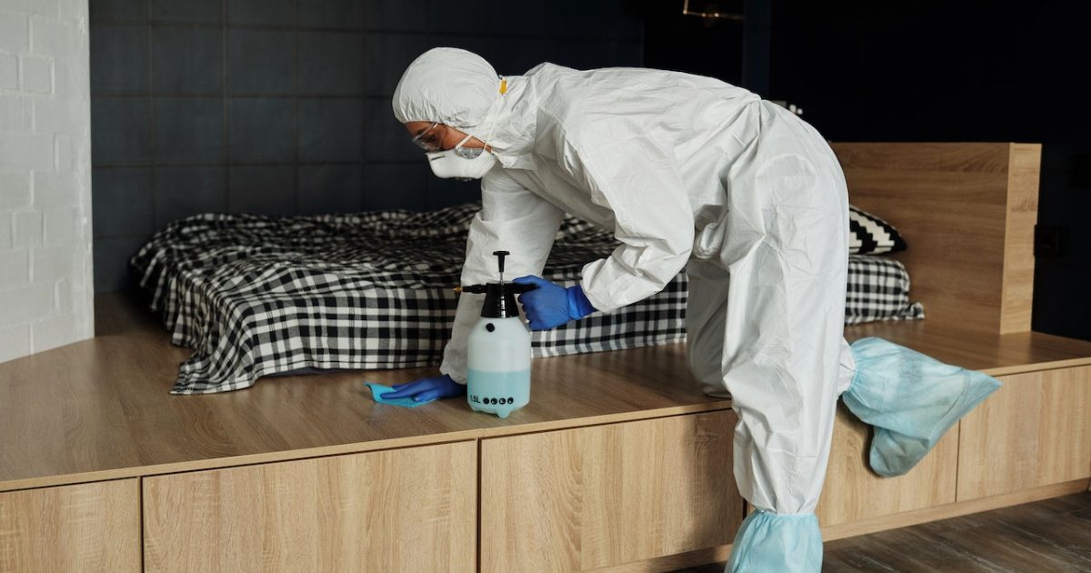 Bed Bug Pest Control Dallas: A Comprehensive Guide To Effective Pest ...