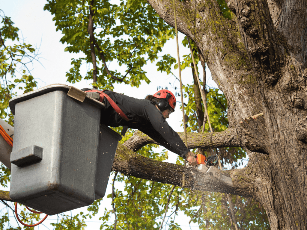 dallas emergency tree service
