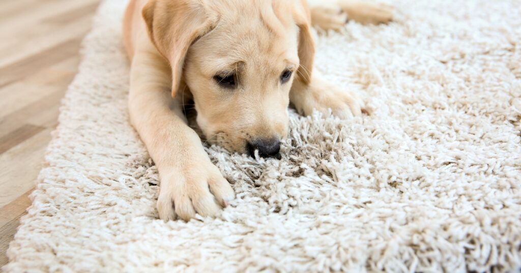 how often should you shampoo your carpets if you have pets