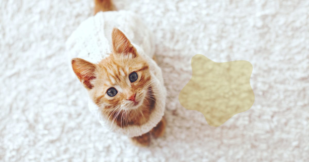 how to clean carpet from cat urine