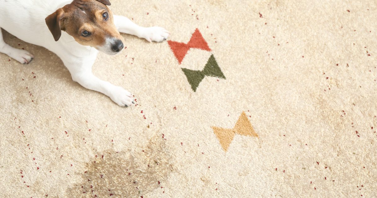 A Comprehensive Guide On How To Get Tough Pet Stains Out Of Carpet