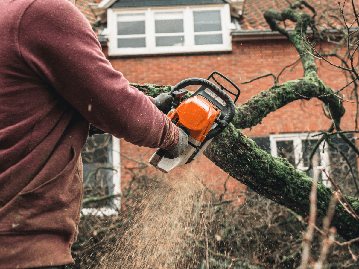 Branching Out The Benefits And Importance Of Residential Tree Service Dallas