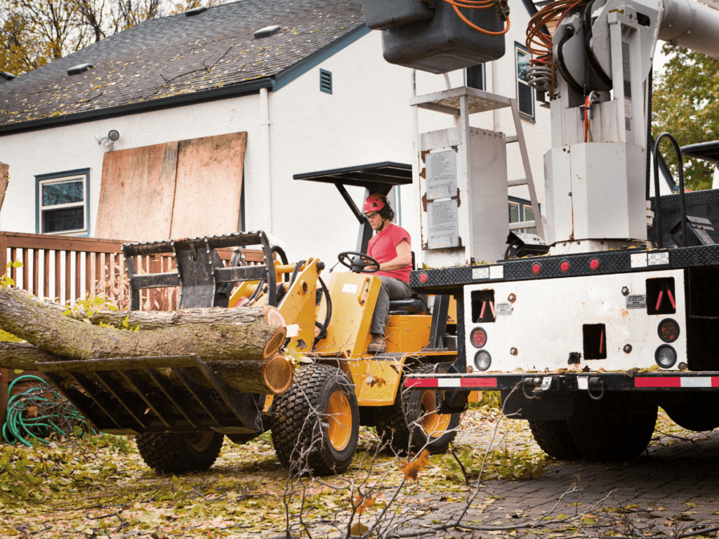 tree removal service dallas