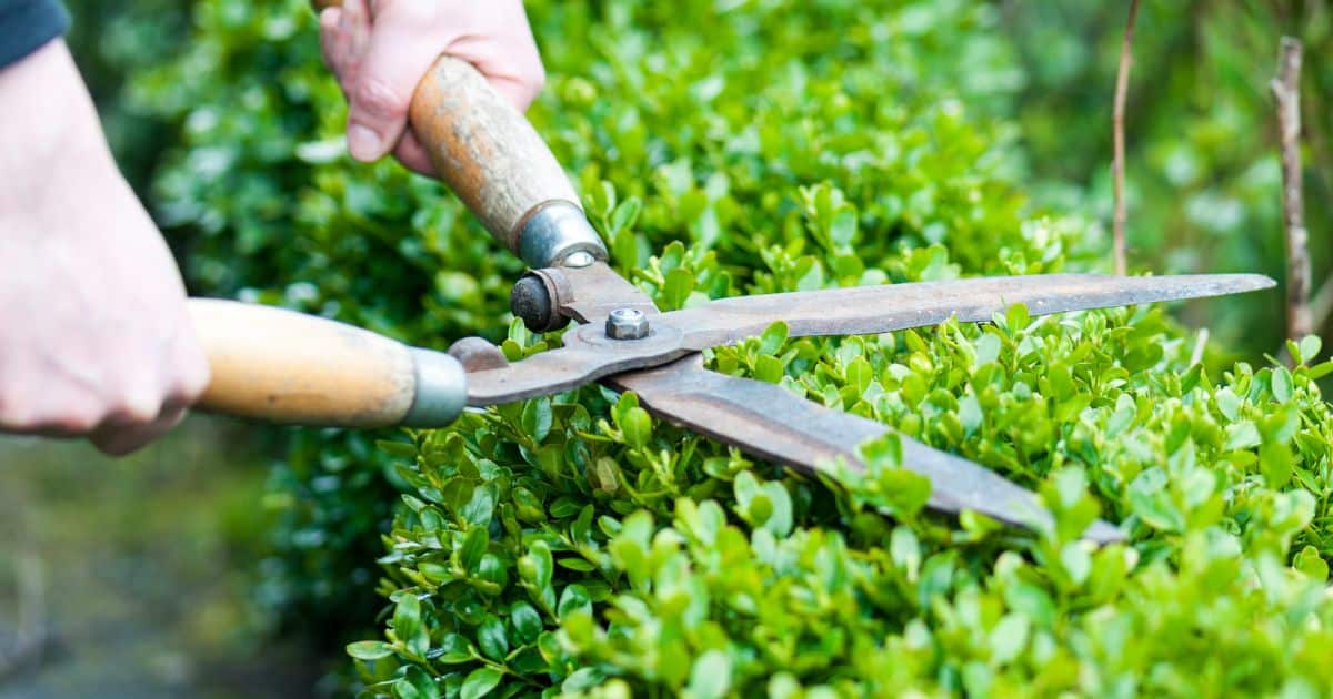 do you have to be licensed to be a landscaper in texas