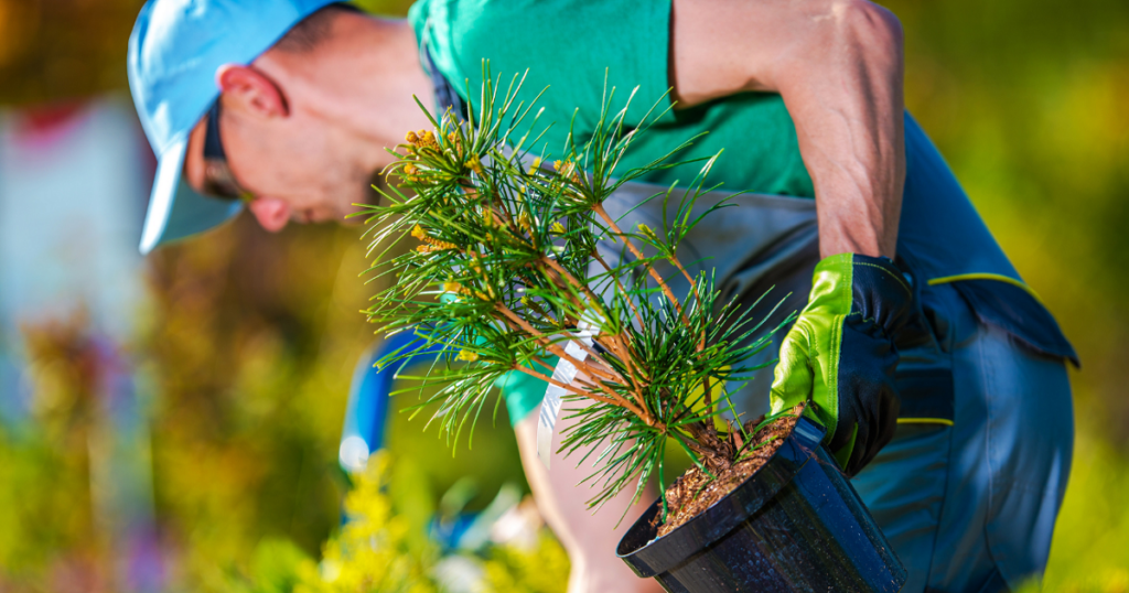 landscaper in dfw area