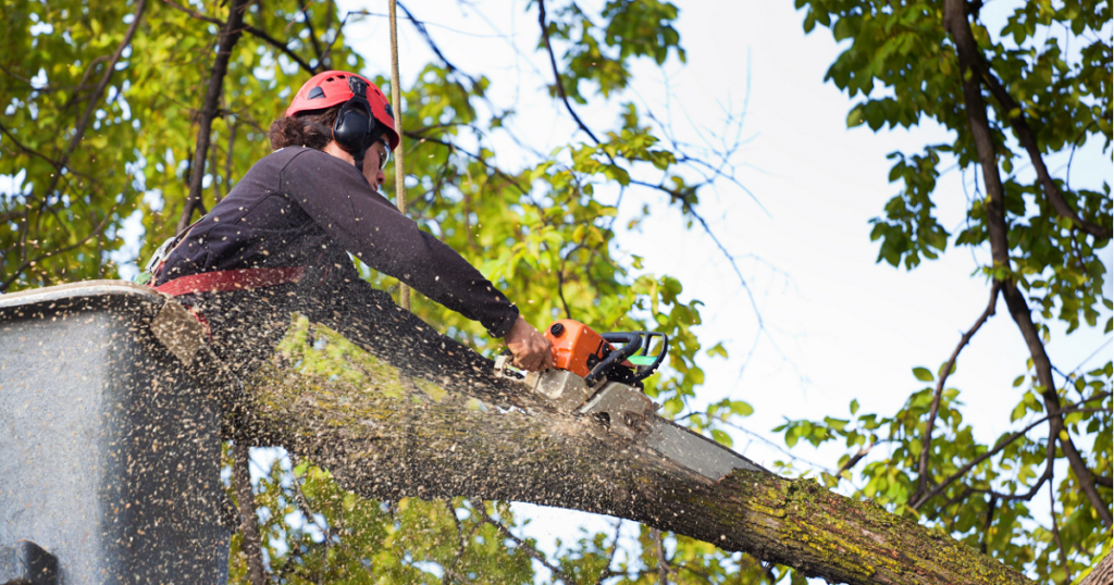 trees by dallas landscaper